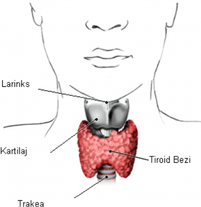 tiroidbezi